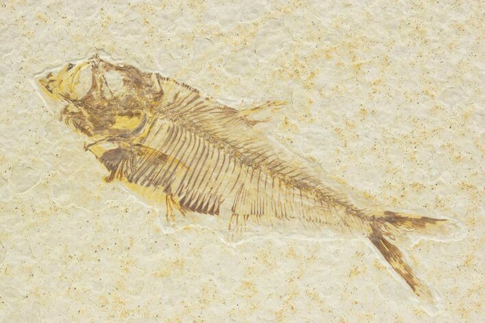 Detailed Fossil Fish (Diplomystus) - Wyoming #373764
